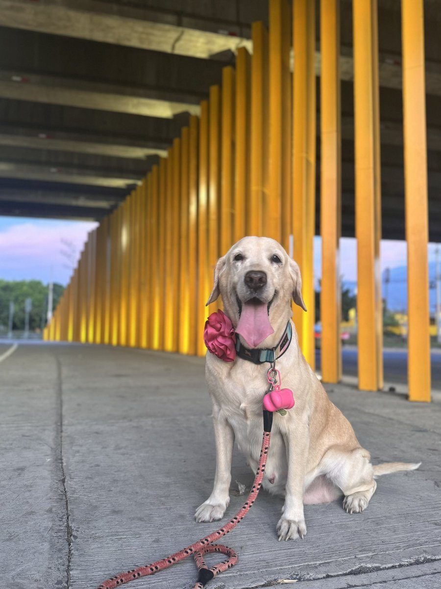 Hola amigos de X, 

solicito su ayuda para ayudarme a conseguir donantes de sangre para mi amada perrita Alessa, una bella labradora de 10.5 años que necesita una transfusión de sangre.

incluso nos ayudan muchísimo con un simple RT. 

pueden contactarme directo