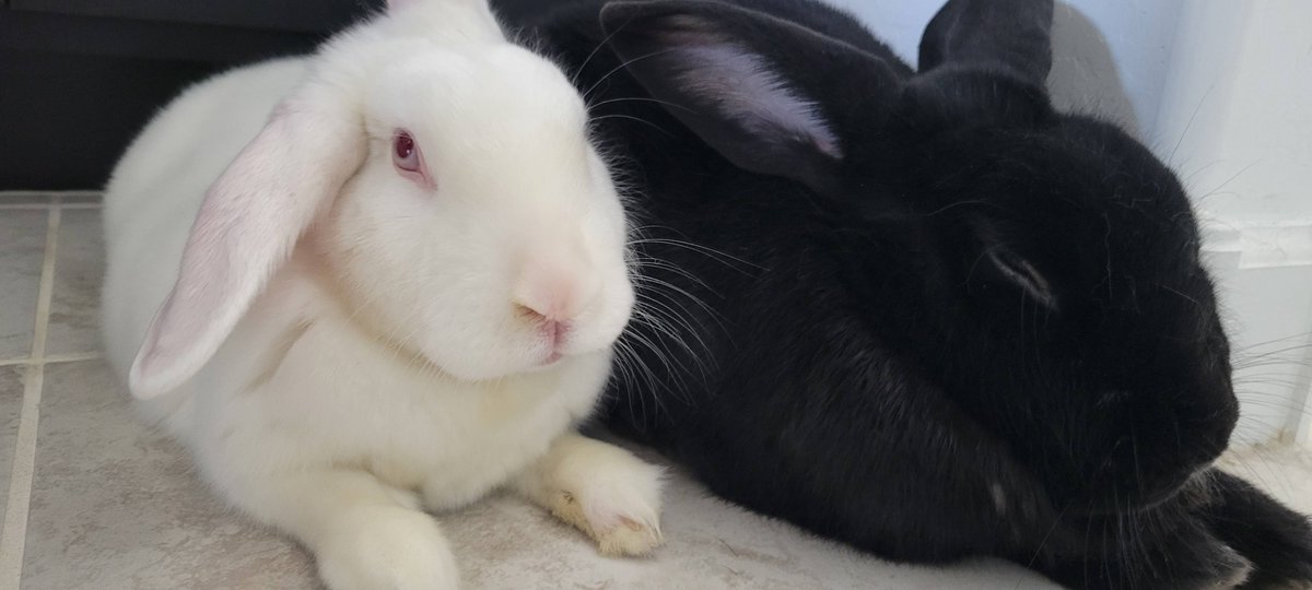 Shion (@blue_bnnuy) on Twitter photo 