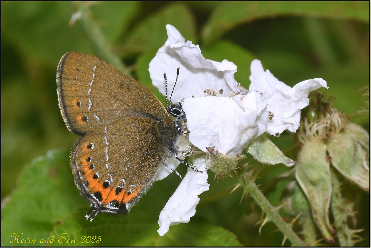 Seri💙 tweet media