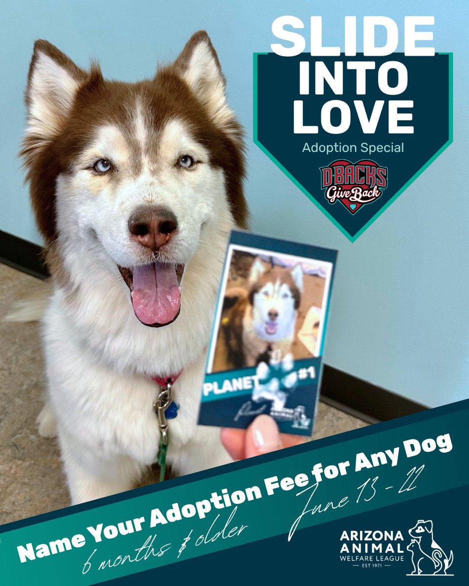 Slide into Love at AAWL ⚾️ From June 13-22 you can name your adoption fee for ANY DOG 6 months &amp; older at both of our adoption centers, thanks to the @dbacksgiveback!