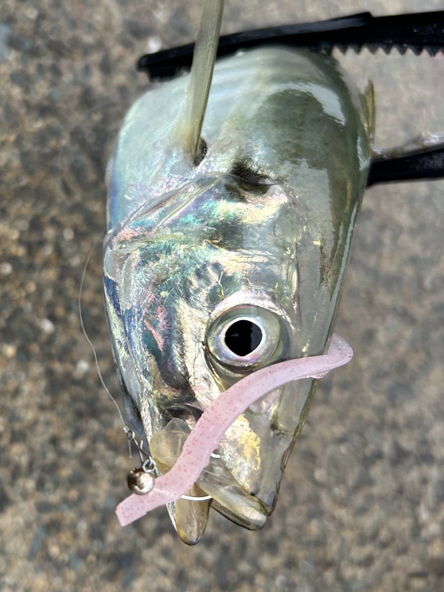 kaito_GSXR400R's tweet photo. おはようございます🌞

今年もこの時期がやってきた🐟

#yglabo
#sealabo
#ウィッチウィップ    2.8SW https://t.co/GjWJEC1kXP