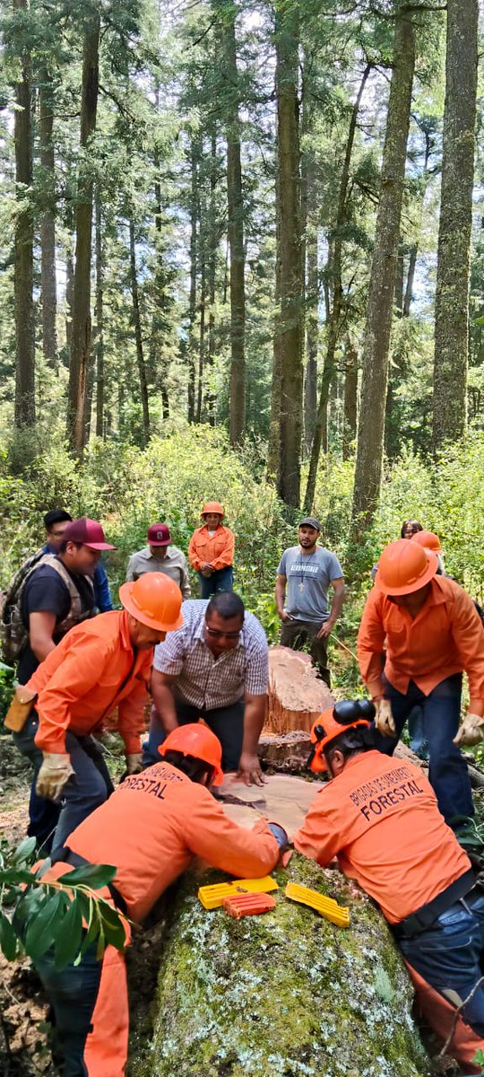 Desde 2023, la CONAFOR, en coordinación con autoridades estatales y municipales, ha emprendido acciones para enfrentar la plaga de insectos descortezadores en el Parque Nacional El Chico, #Hidalgo.

📄 Consulta el comunicado completo aquí gob.mx/conafor/prensa…