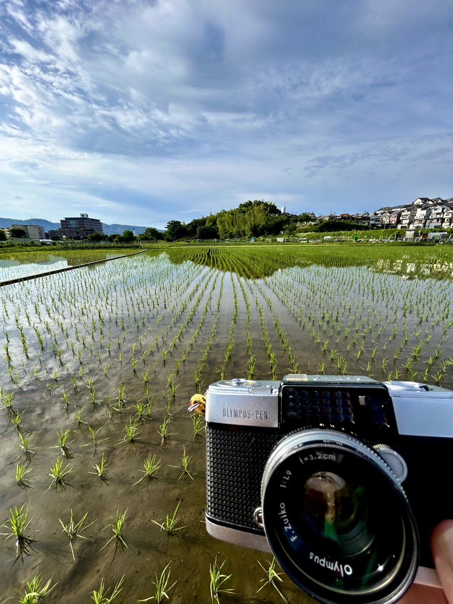kanbai_banjo's tweet image. Friday morning

撮影メモ）
OLYMPUS PEN-D, F.Zuiko 3.2cm F1.9, KODAK ColorPlus 200

本物のハーフだぜ！

#goodmorning #compactcamera #olympuspend #藤田山遺跡 #藤田山古墳 #ハーフ版カメラ #オリンパスペン