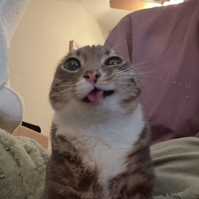 𝐌𝐈𝐋𝐊 ⸻ COMMS OPEN tweet media