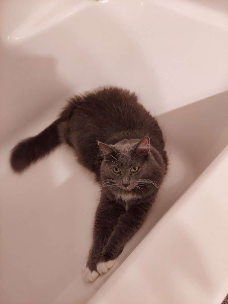 Hanging out in the tub 🛀😌 #CatsOfTwitter #cats