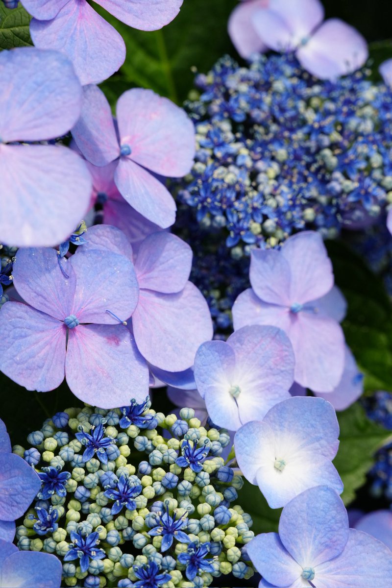 HAKURAI481's tweet photo. SIGMA28-105mm F2.8 DG DNで撮る紫陽花
撮影していてとても楽しかったです♪

#アルファホビー部 
#SIGMA https://t.co/COT1gxDRwh