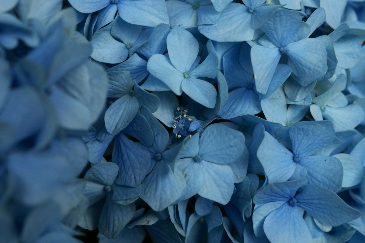 HAKURAI481's tweet photo. SIGMA28-105mm F2.8 DG DNで撮る紫陽花
撮影していてとても楽しかったです♪

#アルファホビー部 
#SIGMA https://t.co/COT1gxDRwh