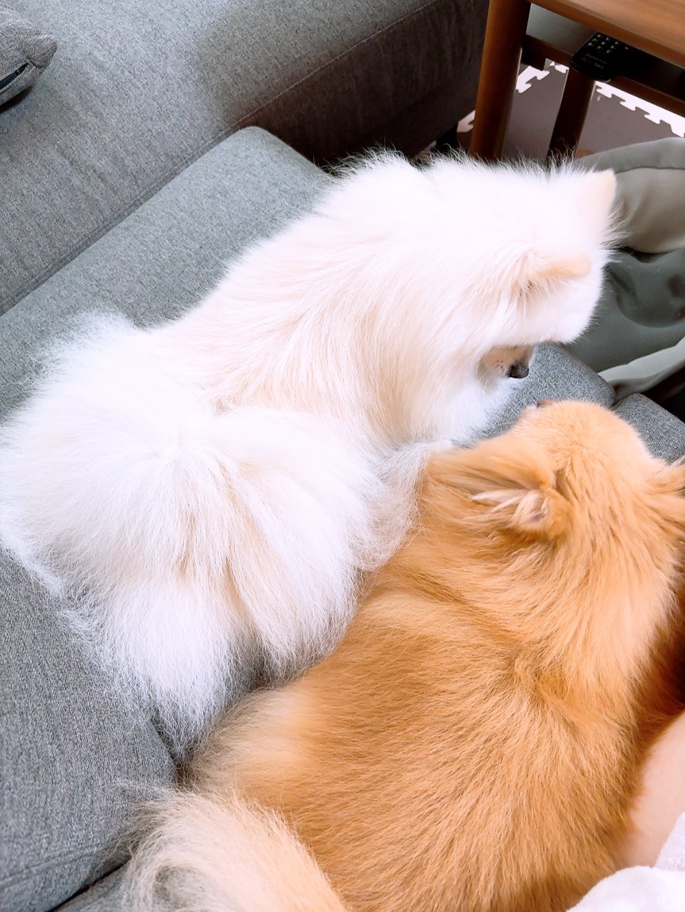 Guri様❤️オーダーページ⑤　ポメラニアン　エコバッグ他 🐶こまめとオーダーバッグ💛 ⁡ June.4.2025
