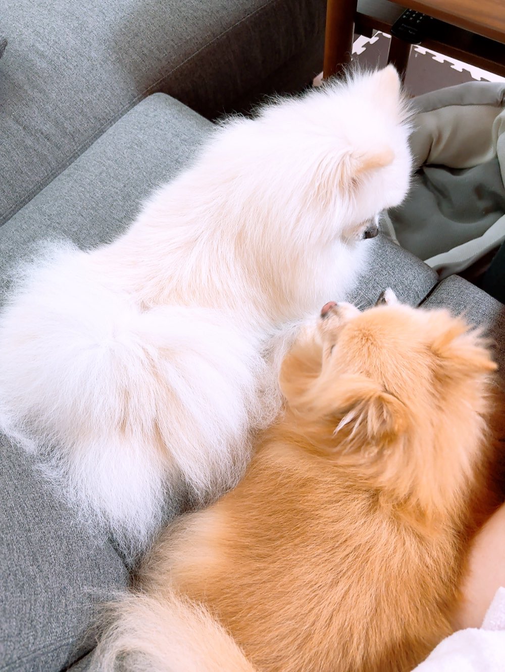 あぐ(7)うに(2)🐾🐾 (@chirimenchaco) / X