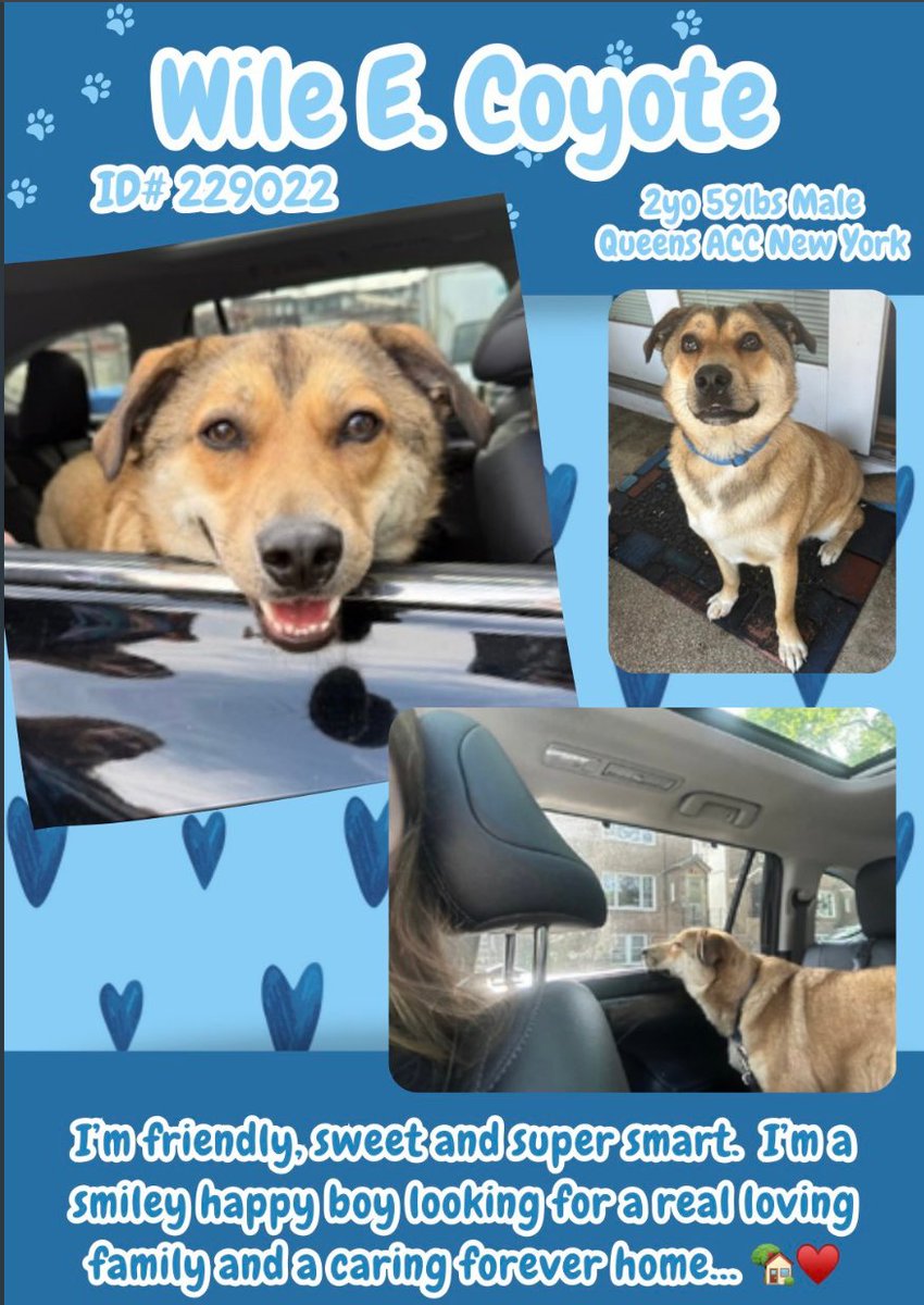 anja_brckner3's tweet image. Looking for a #handsome #codriver ?

#WileCoyote loves #car rides and could bring some #joy to your #everyday life 🩵
This super #friendly #boy is a #NewIntake at #NYCACC and looking for a #lovinghome 🩵

Please #foster or #adopt or #Pledge4Rescue 🙏🏻

nycacc.app/#/browse/229022