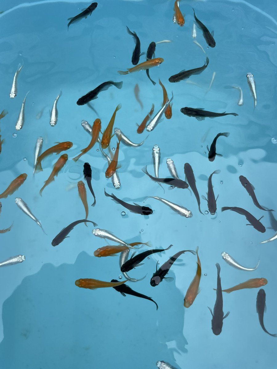 唐津焼き大甕、金魚めだか飼育 店舗看板などに