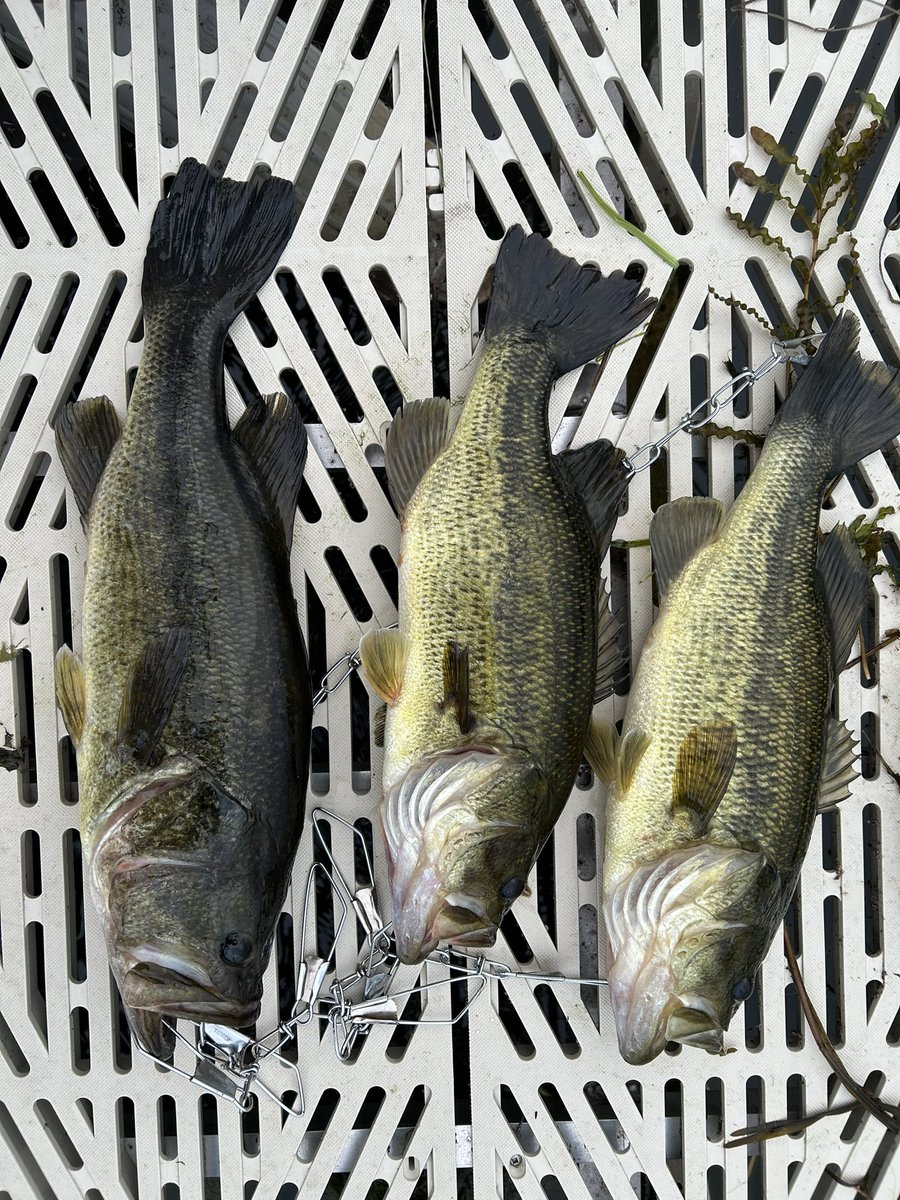 12 largemouth, 2 Northern pike in 2 hours off the dock - 21 inch largemouth was the biggest bass and a 31 inch Northern Pike. Wildest 2 hours of fishing ever lmao 

All fish caught using the top water whopper plopper lure