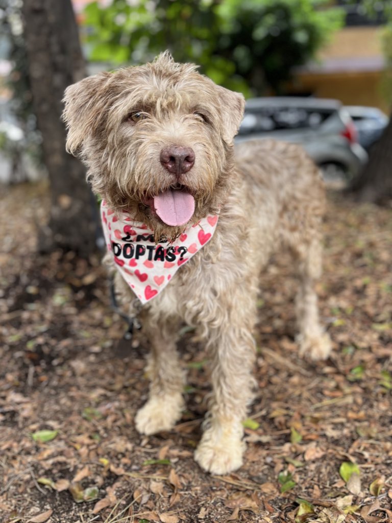 Ciro en adopción 🩵

Tiene 6 años,talla grande,protocolo completo.
Los perritos talla grande también merecen encontrar un hogar.🥹
Estamos en CDMX.