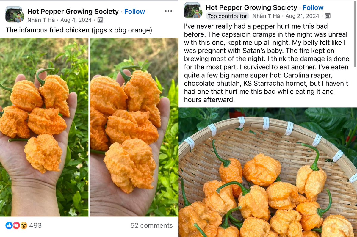 will__ye's tweet image. i love my niche facebook groups. like wdym ur breeding peppers to look like fried chicken and also kill the average human