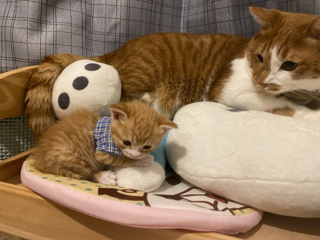 保護したてのちまはみかんが近くに寄るたびに目を瞑ってうっとりしてたなあ
みかんにはシャーされてたけど
母猫の匂いに似てたのかな