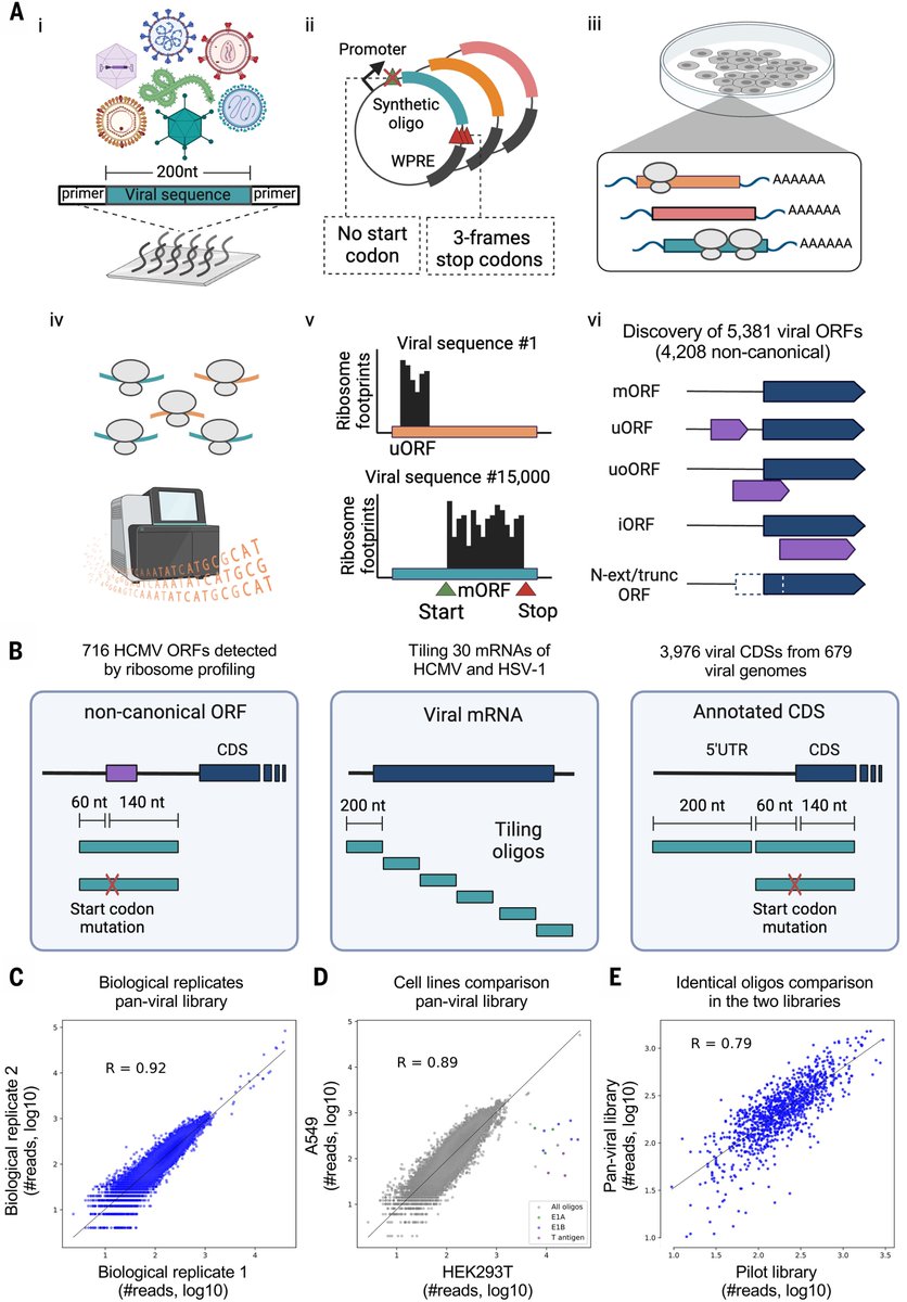 Waggoner Lab (@labwaggoner) on Twitter photo Pan-viral ORFs discovery using massively parallel ribosome profiling <a href="/ScienceMagazine/">Science Magazine</a> <a href="/WeingartenShira/">Shira Weingarten-Gabbay</a> <a href="/sabeti_lab/">sabeti_lab</a> <a href="/PardisSabeti/">Pardis Sabeti</a>
science.org/doi/10.1126/sc⦠Pan-viral ORFs discovery using massively parallel ribosome profiling <a href="/ScienceMagazine/">Science Magazine</a> <a href="/WeingartenShira/">Shira Weingarten-Gabbay</a> <a href="/sabeti_lab/">sabeti_lab</a> <a href="/PardisSabeti/">Pardis Sabeti</a>
science.org/doi/10.1126/scā¦