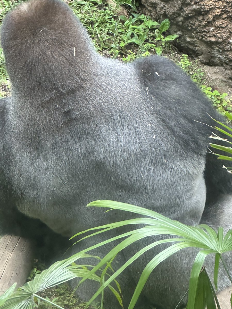 ゴリラの広背筋を見に上野動物園に行きました。 広がりも厚みもすごい