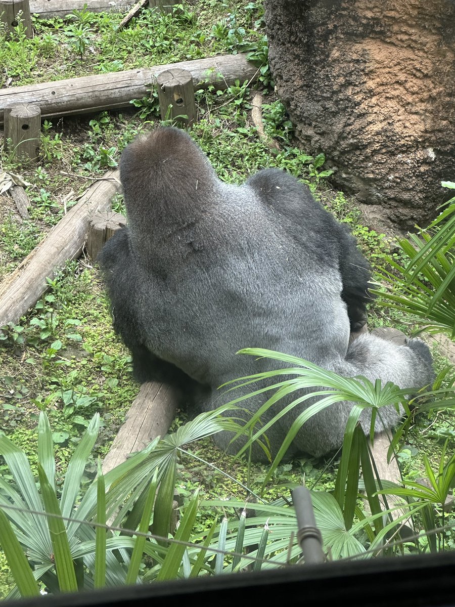 kinnikun0917's tweet photo. ゴリラの広背筋を見に上野動物園に行きました。

広がりも厚みもすごい
握力は約500kg
1日の食事量は野菜中心に約30kg

今日は背中の日

モチベーションが上がりました。

パワー
なかやまきんに君 https://t.co/IHTdp25CQb