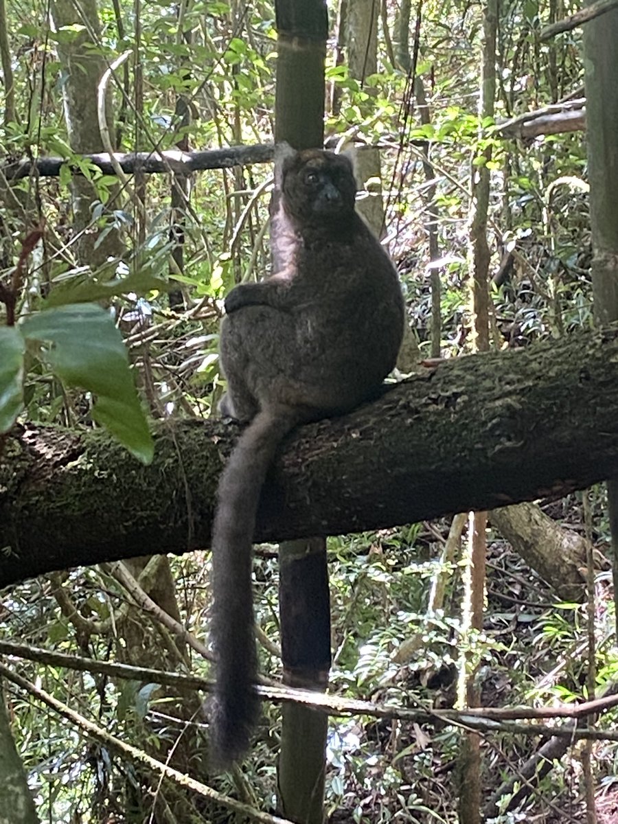 pelagicbird's tweet image. Der Ramanofana Nationalpark und seine Geschichte:
Als vor ca. 1500 Jahren die ersten Affen auf kleinen Booten Madagaskar erreichten (vermutlich aus Süd-Ostasien) waren noch große Teile der Insel, besser des 8. Kontinents, von Lemuren bevölkert. Die Affen begannen aber bald große…