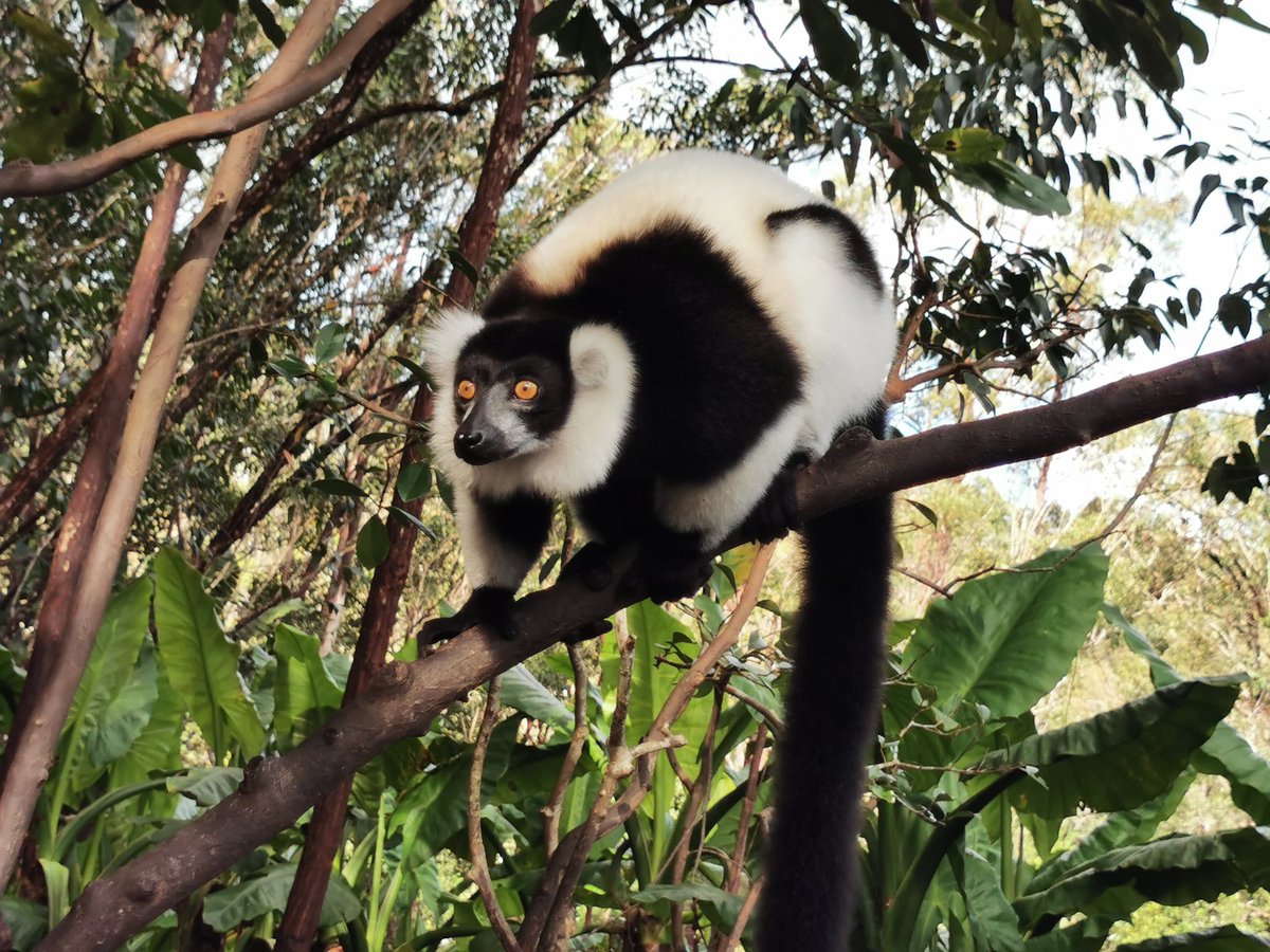 pelagicbird's tweet image. Der Ramanofana Nationalpark und seine Geschichte:
Als vor ca. 1500 Jahren die ersten Affen auf kleinen Booten Madagaskar erreichten (vermutlich aus Süd-Ostasien) waren noch große Teile der Insel, besser des 8. Kontinents, von Lemuren bevölkert. Die Affen begannen aber bald große…