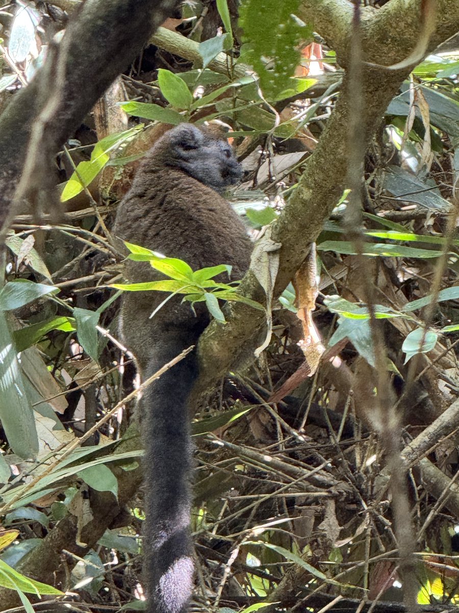 pelagicbird's tweet image. Der Ramanofana Nationalpark und seine Geschichte:
Als vor ca. 1500 Jahren die ersten Affen auf kleinen Booten Madagaskar erreichten (vermutlich aus Süd-Ostasien) waren noch große Teile der Insel, besser des 8. Kontinents, von Lemuren bevölkert. Die Affen begannen aber bald große…