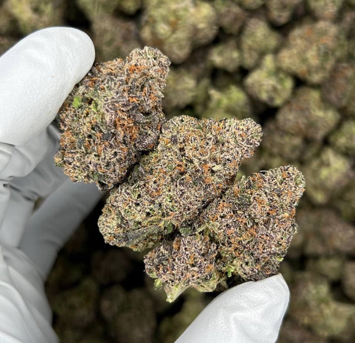 Purple Rain ☔️😍
stonies.shop/?ref=STONERS