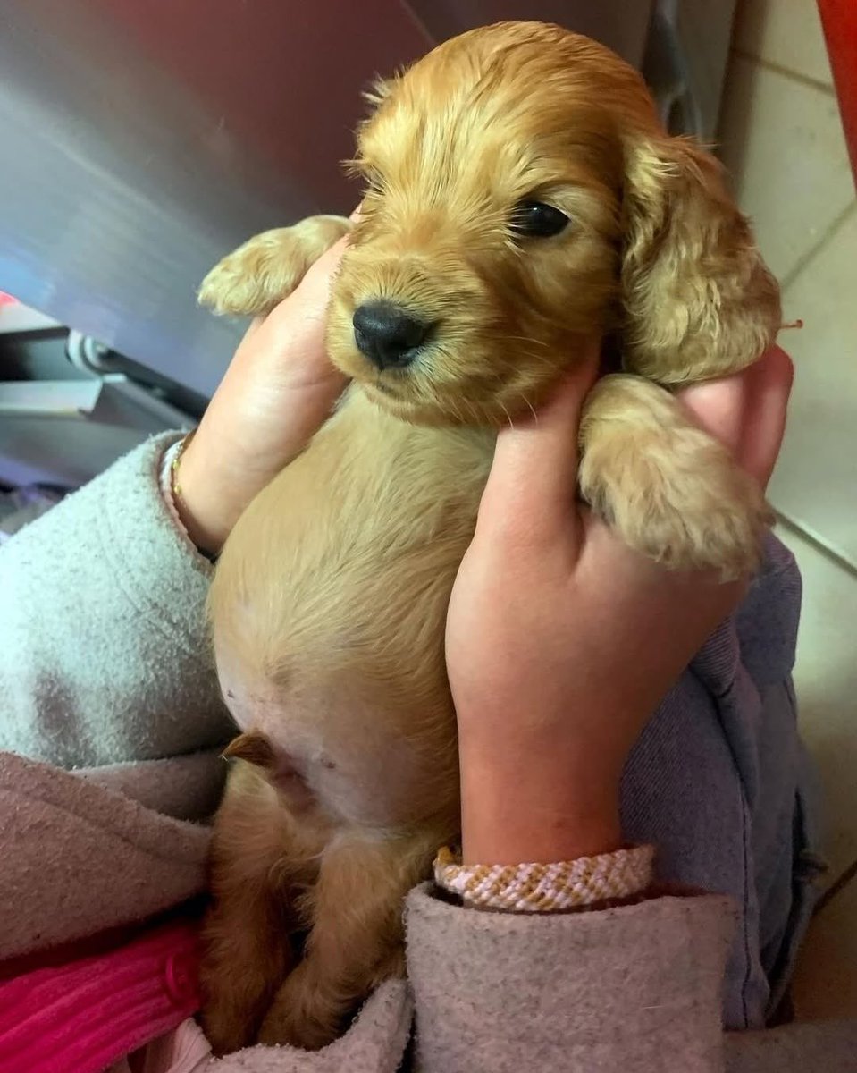 So cute puppy🐶🐶