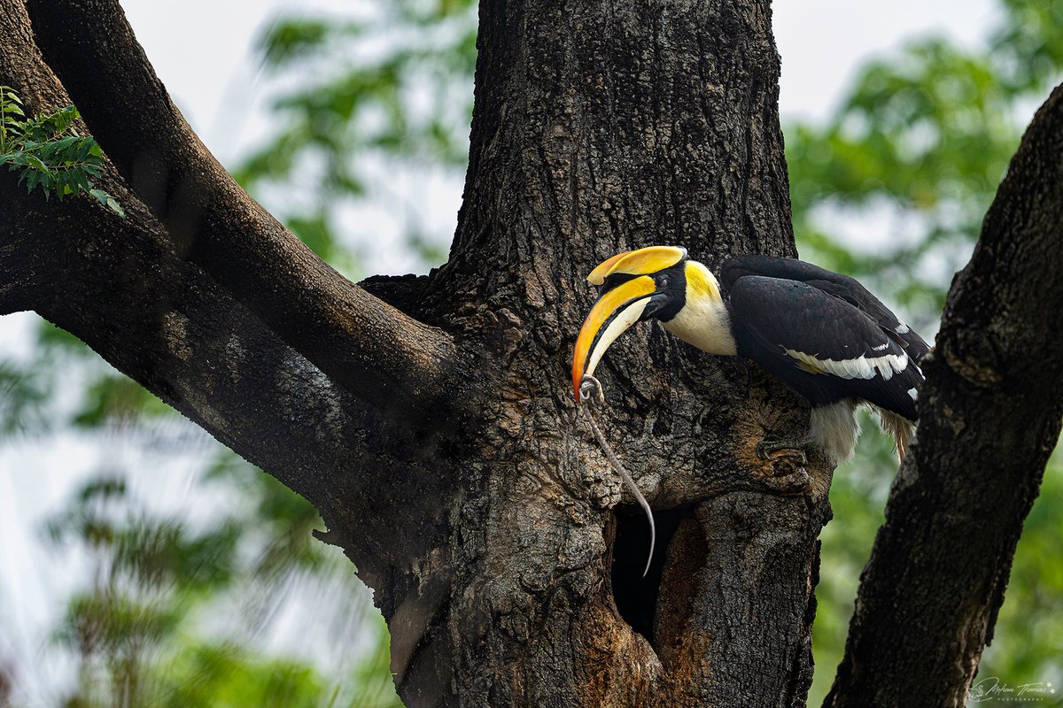 Mohan Thomas (@getmohanthomas) on Twitter photo Great hornbill feeding the female with a snake at Rajaji tiger reserve.
<a href="/NikonIndia/">Nikon India Official</a> #wildlife #nature #natgeoindia Great hornbill feeding the female with a snake at Rajaji tiger reserve.
<a href="/NikonIndia/">Nikon India Official</a> #wildlife #nature #natgeoindia