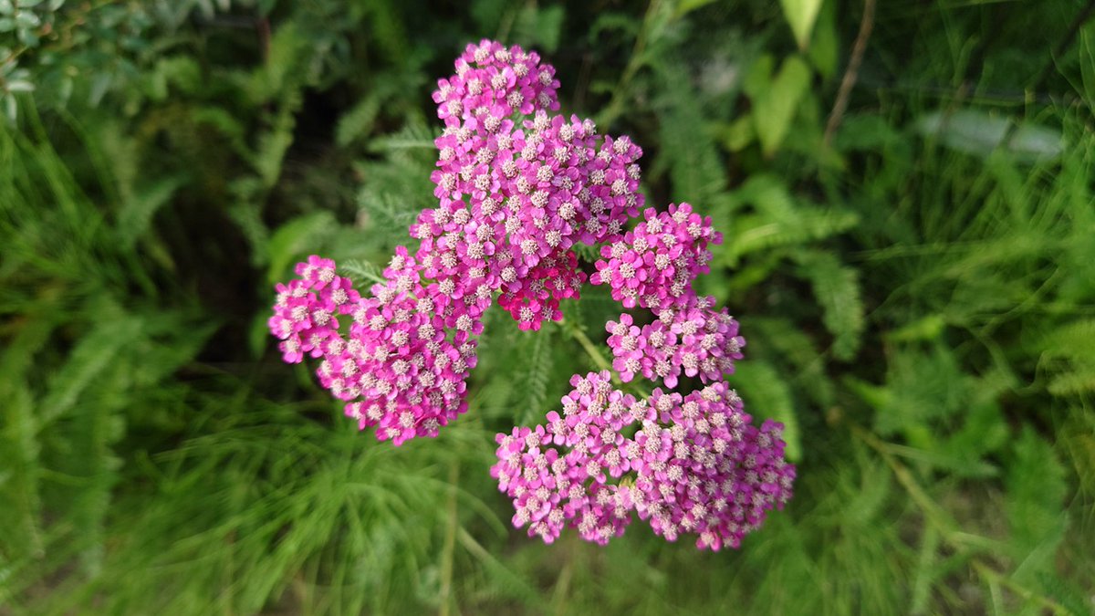 （おはようございます▽「13日の金曜日」▽欧米では不吉とされている日ですが、日本では話題になっても気にしている方はほとんどみかけませんね▽今日も安全・安心なやまなしをめざしてまいります△）（Ka）