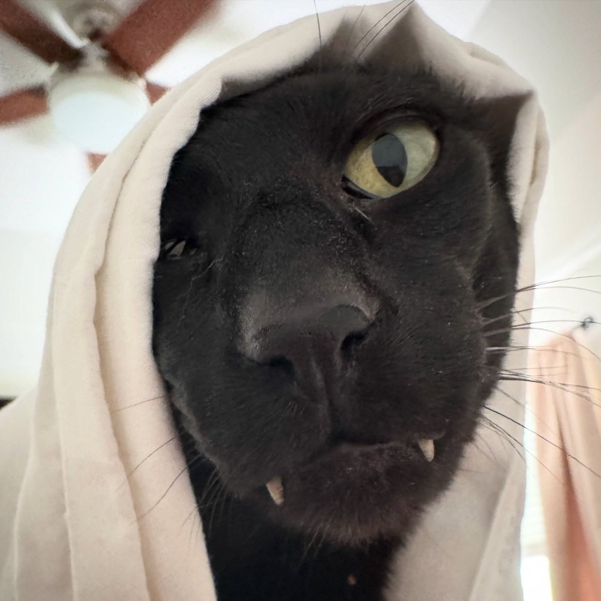 Dexter “Evil Larry” is one of <a href="/9GAG/">9GAG ❤️ Memeland</a> contender for best meme in 2025. If you haven’t casted your vote for him the link is below. #evillarry #larry 

meme69.9gag.com/meme/7