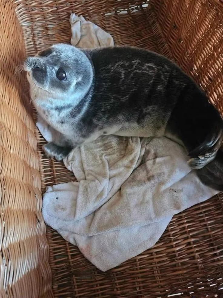 "hey! Where has all the food for the picnic gone?!"

me inthe picnic basket:
