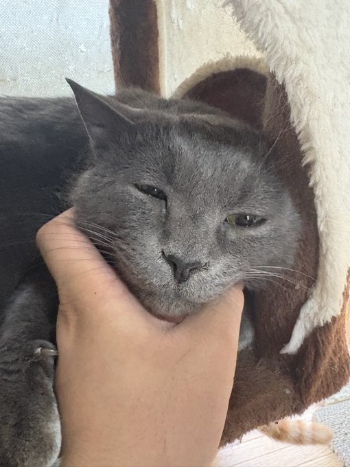 出発前にネコチャン無限にモフってる 