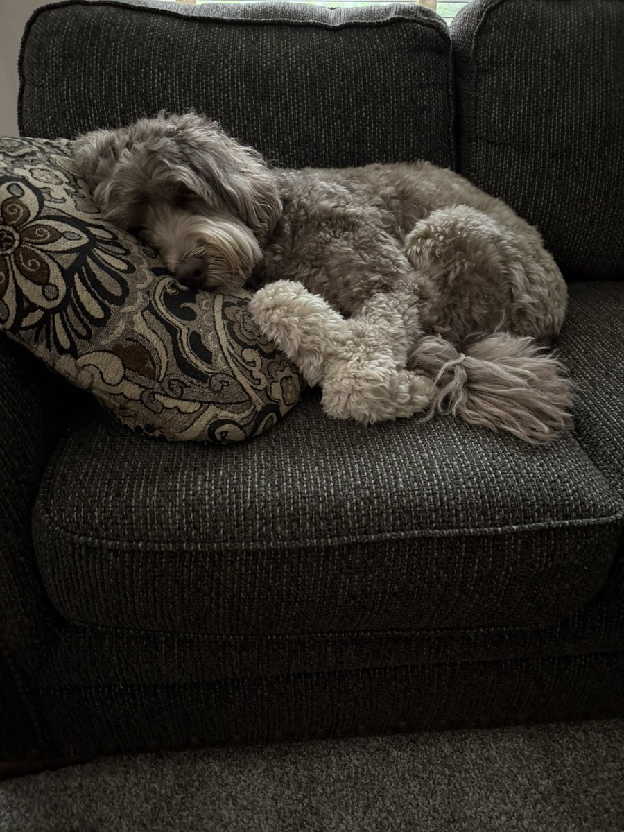 karrie_joy's tweet photo. Doggie day care for the win!! “Walk” didn’t even get him to perk an ear. 🤭🫶🏻💜
#bestdayever
#everysecond
#sweetdreams https://t.co/IQxES8kF9l