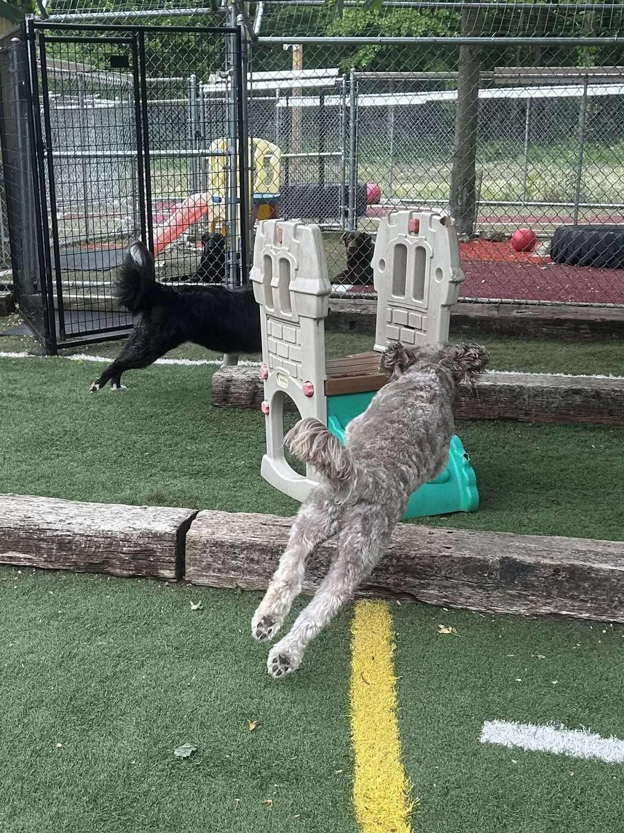 karrie_joy's tweet photo. Doggie day care for the win!! “Walk” didn’t even get him to perk an ear. 🤭🫶🏻💜
#bestdayever
#everysecond
#sweetdreams https://t.co/IQxES8kF9l