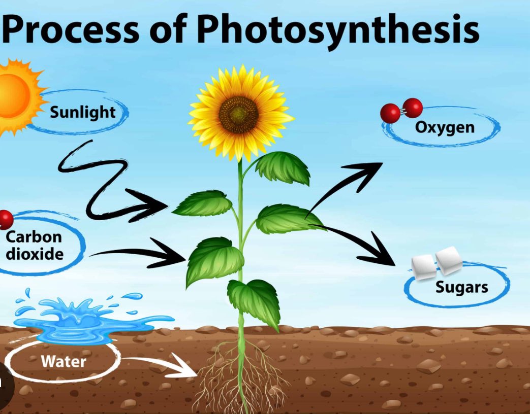 pickledballz's tweet photo. Huge shoutout to photosynthesis. Got me through some tough times https://t.co/Dia06au5hD