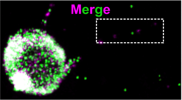 JHCnews's tweet photo. #ThrowbackThursday in JHC: "Advances in Brief: Correlation of TRPA1 RNAscope and Agonist Responses."
Click to read for FREE: https://t.co/3b7diiWDQ6
#insituhybridization #RNAscope #histochemistry https://t.co/6WhJZflL29