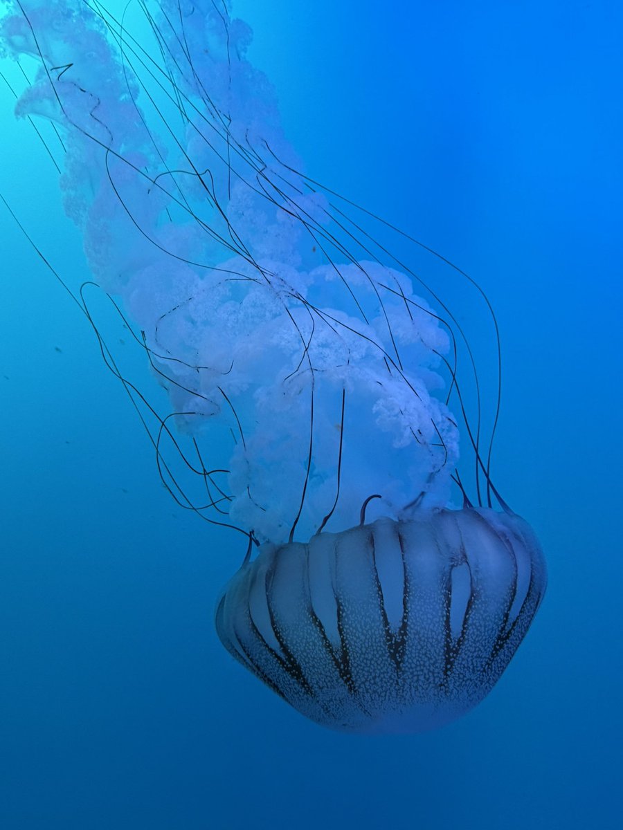 Thx <a href="/VAAquarium/">Virginia Aquarium</a> ! Fantastic new Jellyfish exhibit.