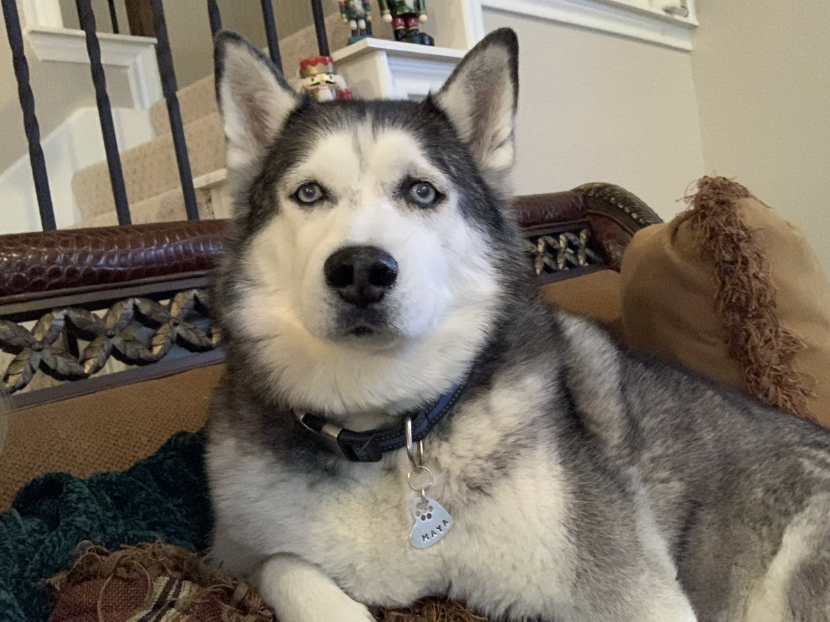 ljoyfully's tweet photo. @ScottGPatterson Our beautiful Maya crossed the rainbow bridge last month after 13.5 full and fluffy years. I completely sympathize and feel that loss as you do. https://t.co/n5Lta6UGRI