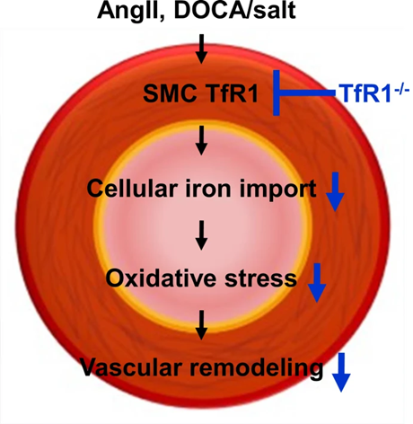 Researchers from Hyogo Medical University generated smooth muscle cell-specific TfR1 deficient mice and examined the impact of its deletion in mouse models of hypertension induced by angiotensin II or deoxycorticosterone acetate/salt administration. 🐭 

go.nature.com/4kHR13M