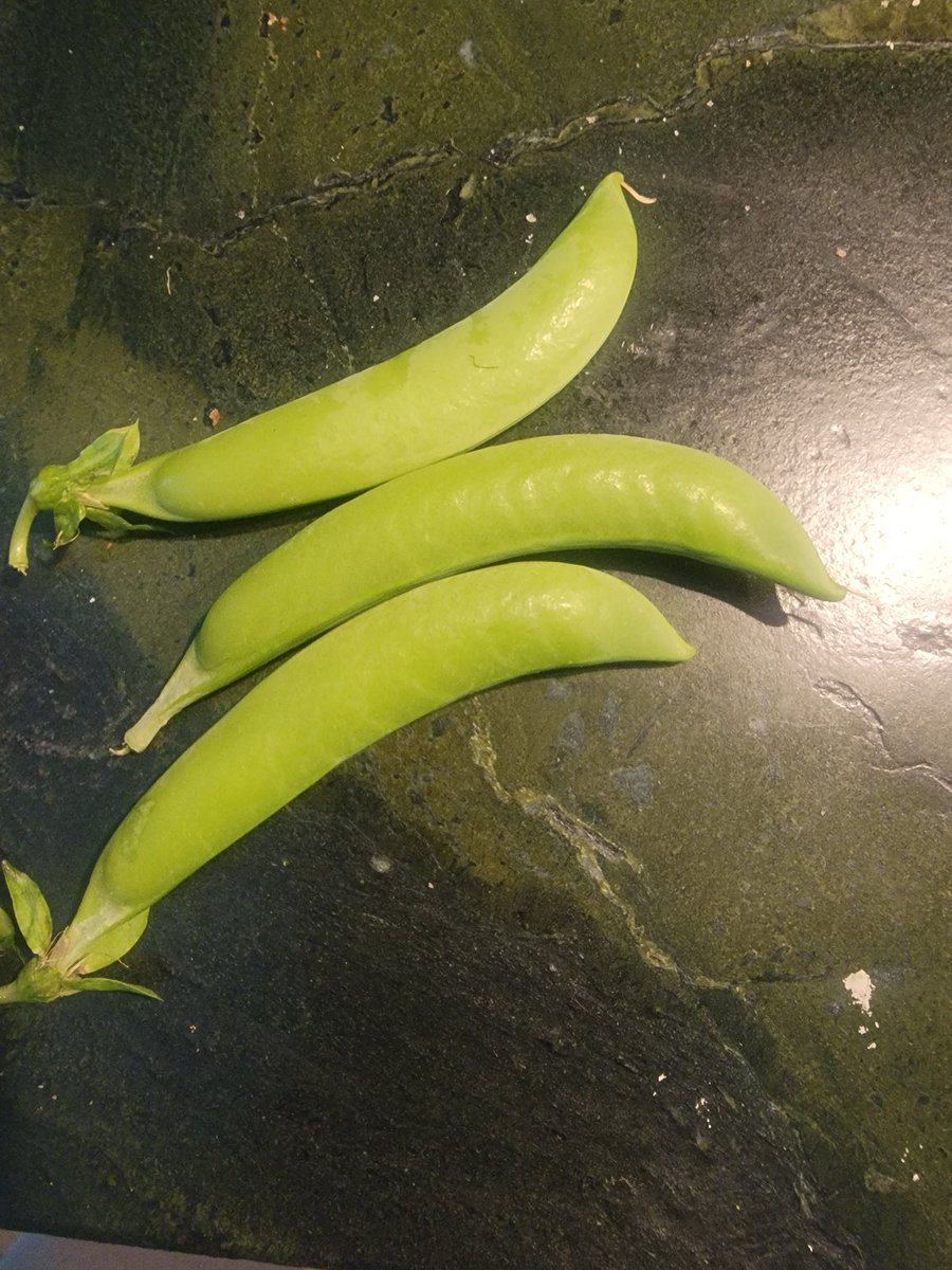 Who else is getting peas? 🫛