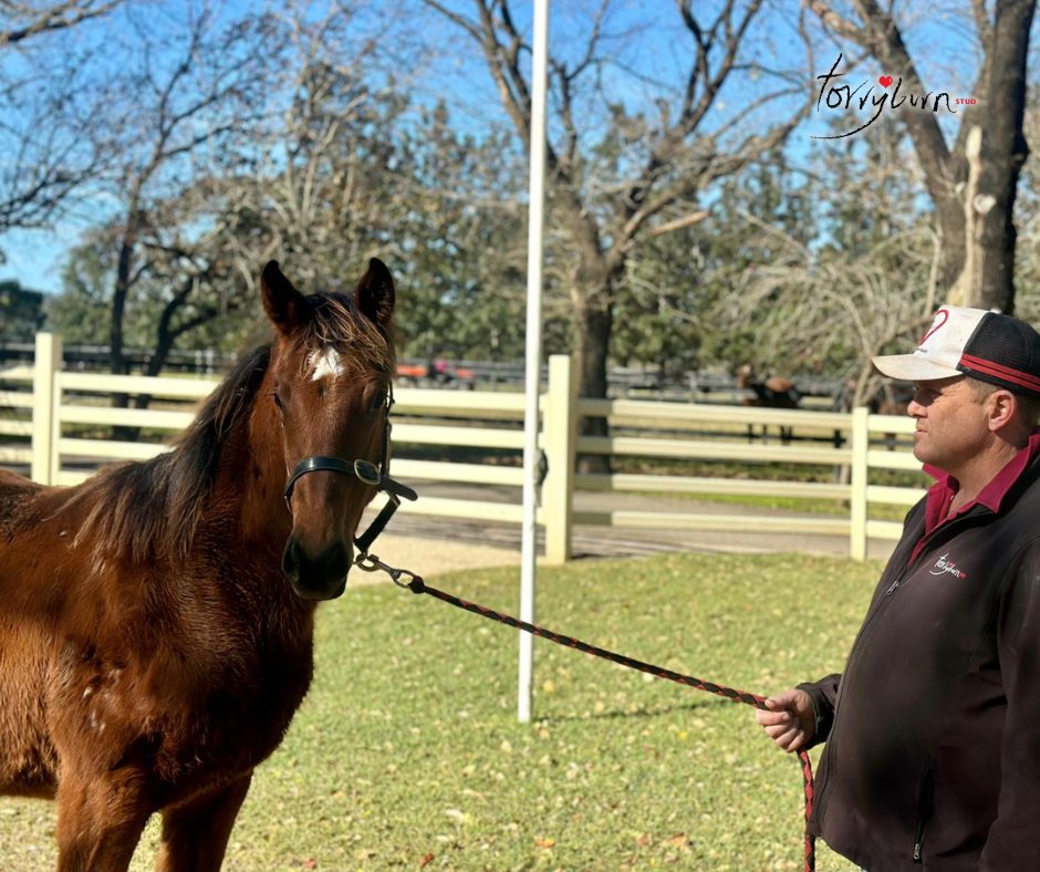 Voyage Bubble's little half-sister by our very own yearling graduate Home Affairs (I Am Invincible) having her first look at the parade area with Stu.

#RaisedWithHeart❤️