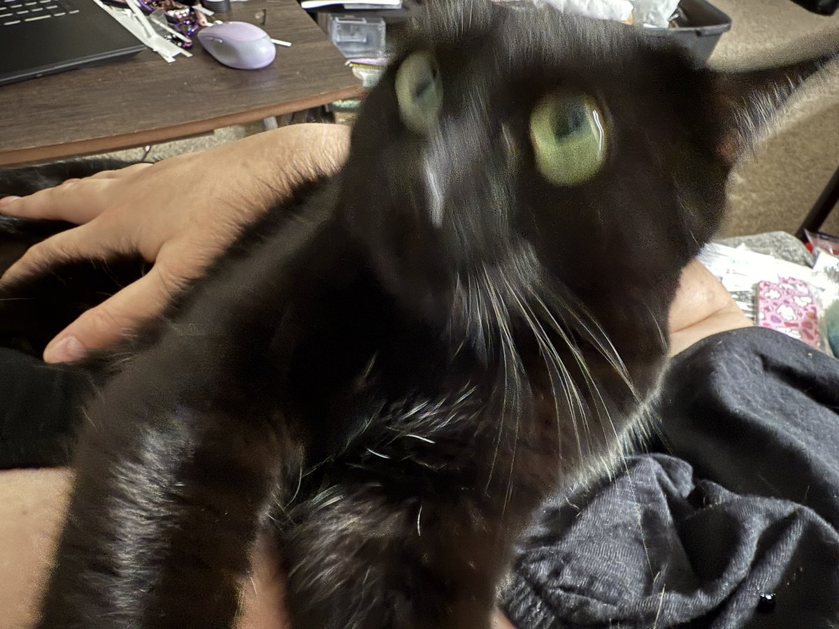wednesday 🐈‍⬛🇵🇸🖤 tweet media