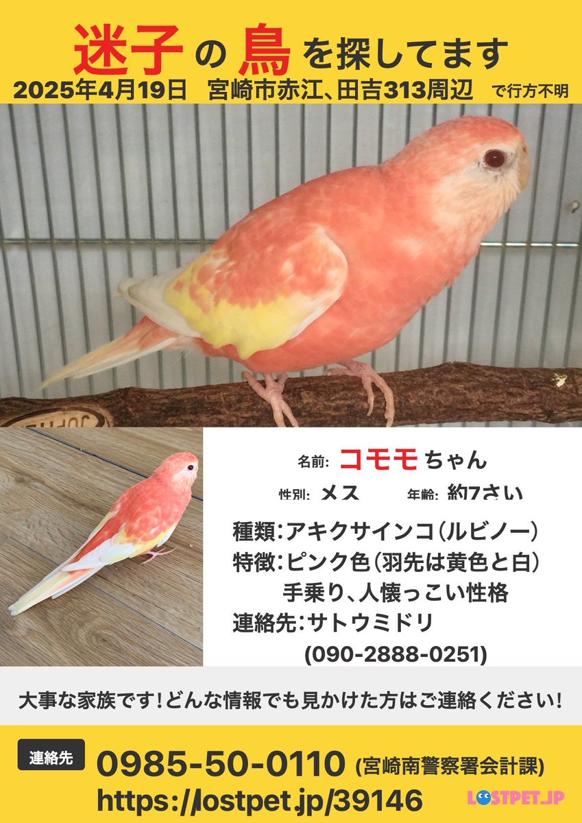 mi_dori_310_'s tweet photo. ★宮崎市の皆さまへお願い★
家族のコモモ🦜が迷子になってしまい懸命に探しております。見かけた方はご連絡いただけると助かります！

保護してくださった方、南警察に届出してくださった方には謝礼金をお支払いさせていただきますので、ご協力いただけると嬉しいです！
みなさまのお力が必要です🙇‍♂️

小中学生のお子様いる方、ペットのお散歩の方など見かけられた方いませんか？

<これまでの目撃情報>ピンク色の看板上、店舗庇の上、電線、公園フェンス、学校、マンションベランダ等

人慣れした手乗りインコなので、近づいて手を出すと手の甲、肩、頭に乗ってきます！！
#迷子鳥 #インコ #保護 #ピンクの鳥 #宮崎市 #手乗りインコ #アキクサインコ #拡散希望