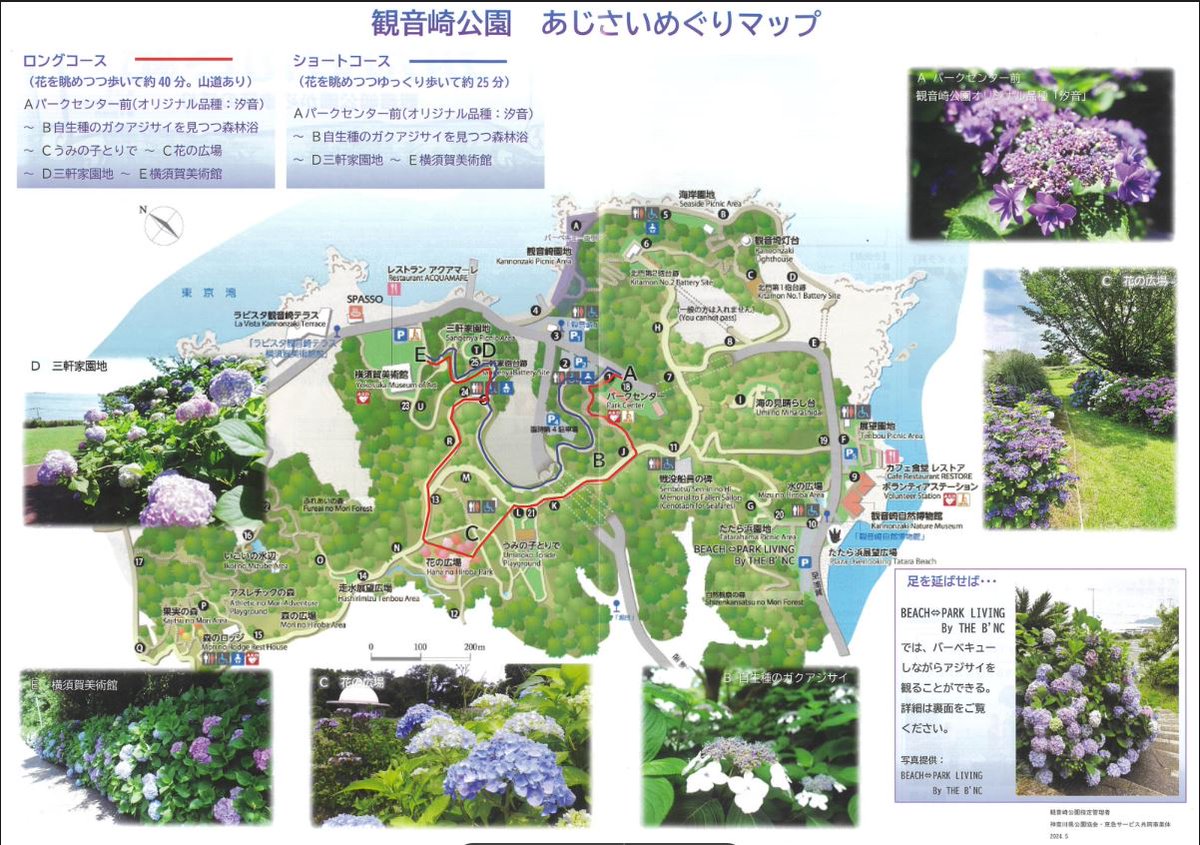 県立観音崎公園 (@kannonzakicoen) on Twitter photo 観音崎公園のアジサイの見頃はまだ続いています♪
園内(横須賀美術館を含む)の「あじさいめぐりマップ」PDFファイルのダウンロードはこちらから↓
drive.google.com/file/d/1d2Id3u…
パークセンター窓口でも配布しています。
#観音崎公園 #紫陽花 #アジサイ #あじさい 観音崎公園のアジサイの見頃はまだ続いています♪
園内(横須賀美術館を含む)の「あじさいめぐりマップ」PDFファイルのダウンロードはこちらから↓
drive.google.com/file/d/1d2Id3u…
パークセンター窓口でも配布しています。
#観音崎公園 #紫陽花 #アジサイ #あじさい