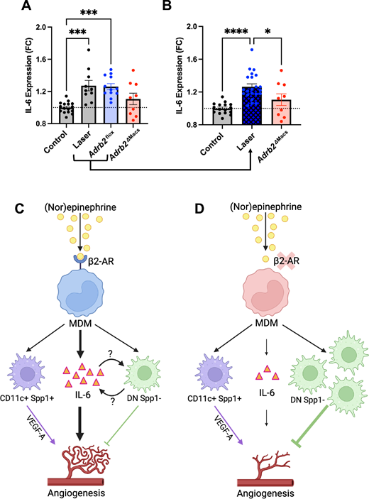 🚨 PUBLICATION ALERT 🚨

Adrb2 Expression in Ocular-Infiltrating Macrophages Is Necessary for Interleukin-6 Expression and Choroidal Neovascularization

Authors included: Jeremy Lavine, MD, PhD

Article Link: iovs.arvojournals.org/article.aspx?a…