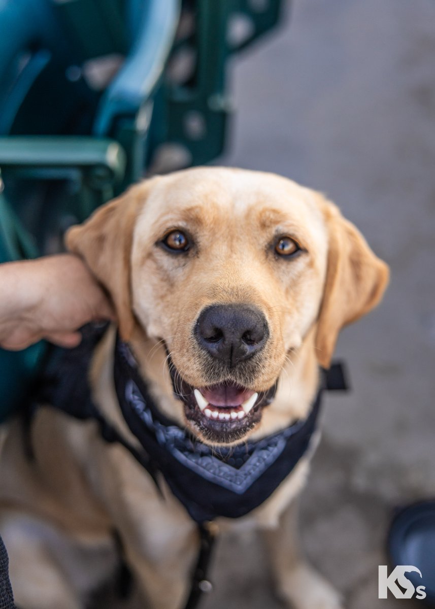Army #Veteran Laurie once feared she would become part of the Veteran suicide statistic. She didn’t know if she’d make it.

Then came her Service Dog, Faye — offering a sense of safety Laurie never thought possible. Now, she feels lighter.

This #WomenVeteransRecognitionDay — and
