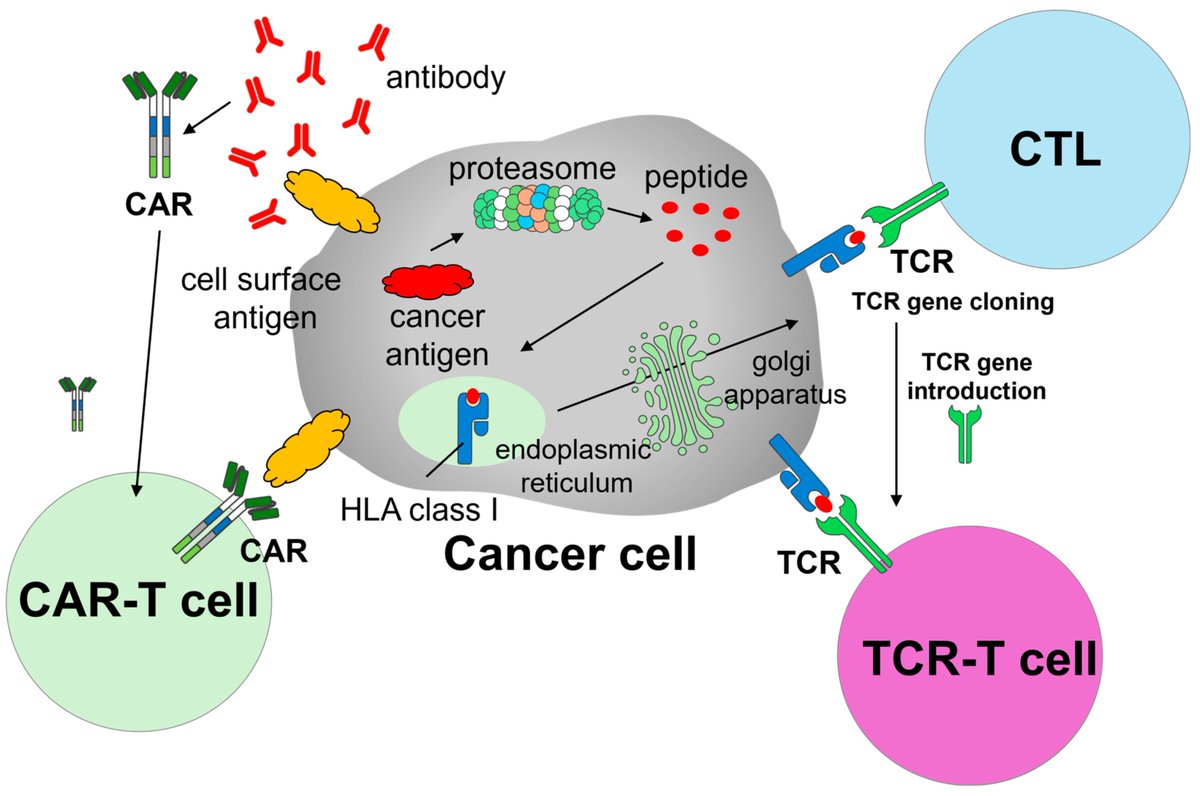 Phase1_NCCH's tweet image. 当科で研修された佐野町友美医師と勝屋友幾医師らによる論文がCancers誌に掲載されました。
細胞療法の固形がんへの応用に向けた臨床開発戦略について、最新の研究開発の動向や課題、今後の展望が包括的にまとめられています。
mdpi.com/2072-6694/17/1…