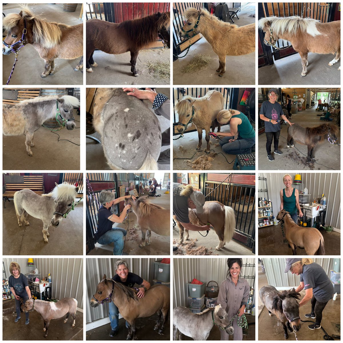 The unveiling has begun! While we look forward to the sleek beauty of our minis with clipping, we love to let nature take its course to keep them comfy w/chilly nights. We wait for what’s best for them…and today Grace, Charmer, Lunar, Unique &amp; Sunshine were clipped! More to come