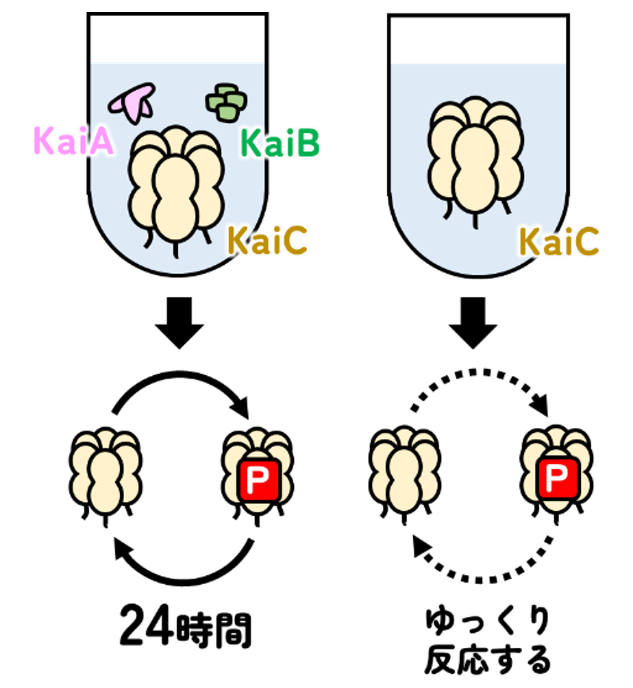【プレスリリース｜PNAS Nexus】
生命がもつ時計の「0.1ナノメートルの針」が動く瞬間
―時計タンパク質 KaiC のリン酸化反応メカニズムの解明―
（秋山グループら）

詳細はこちら↓ 
ims.ac.jp/news/2025/06/0…