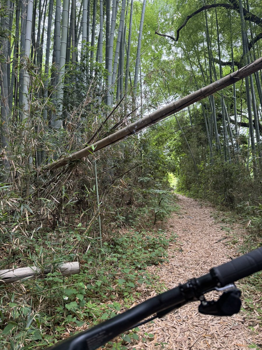 ride_food_love's tweet image. 今朝はMTBサイクリングしてきた🚴

静かで良い道だった👍

#MTB
#elvesbike
#NANDOR